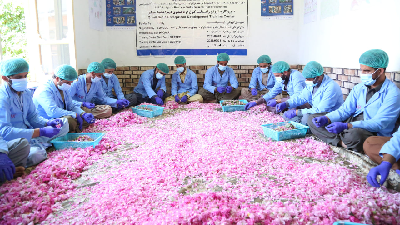 کشت بدیل خشخاش؛ سازمان ملل متحد زعفران و گل محمدی را ترویج می‌کند